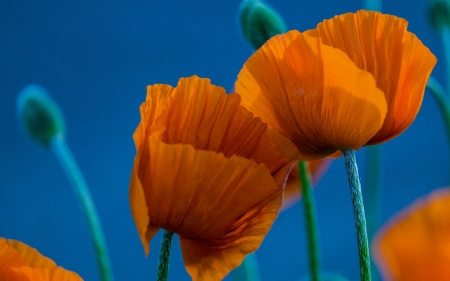 Poppies - blue, orange, summer, poppy, mac, flower, spring