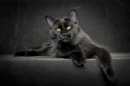 Little panther - paw, cat, maine coon, animal, black, pisica, robert sijka, panther