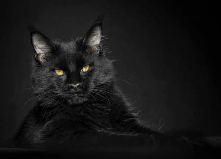 Cat - cat, maine coon, animal, pisica, black, robert sijka