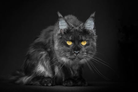 Cat - yellow, eyes, cat, robert sijka, black, pisica, animal, paw, maine coon