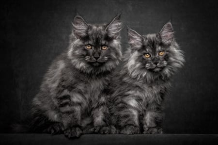 Kittens