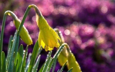 Daffodils - bokeh, yellow, purple, green, spring, daffodils, flower, pink