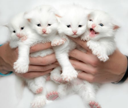 Kittens - paw, cat, pisica, kitten, white, hand, sweet, cute, robert sijka