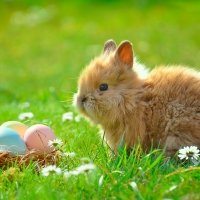 Easter Bunny