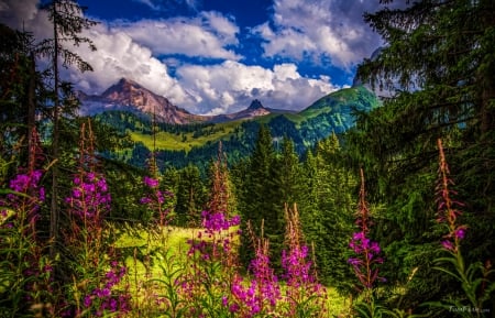 Mountain meadow and forest - pretty, hills, summer, beautiful, spring, grass, meadow, forest, mountain, wildflowers, view, sky