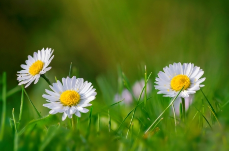 Daisies - freshness, camomile, lovely, spring, pretty, beautiful, flowers, daisies, grass