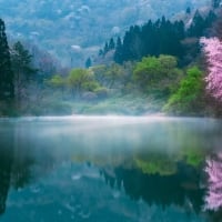 Sakura Lake