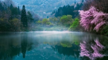 Sakura Lake - japan, nature, cherry blossom, sakura, scenery, lake, mountain, japanese