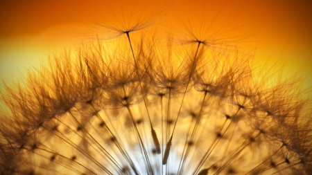 Caught in the Light - sunlight, fluff, dandelion, summer, weed, seeds, flower, firefox persona theme