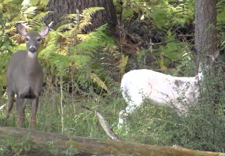 Piebald Deer White