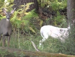 Piebald Deer White