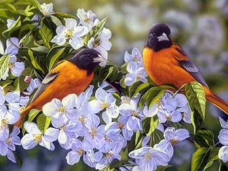 Oriole's in the Orchard - flowers, birds, nature, paintings, spring, love four seasons, animals