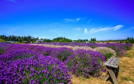 Lavender field - sky, landscape, field, bench, lovely, spring, pretty, rest, lavender, flower