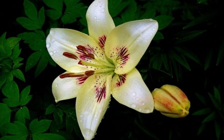 Am i beautiful flower ?? - flower, yellow, nature, lily