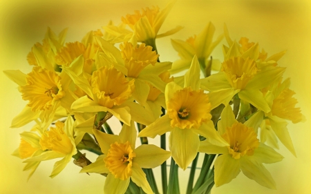 Spring Daffodils - flowers, yellow, Spring, daffodils, Easter