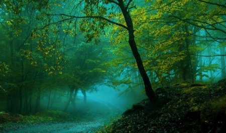 Forest Fog - fog, nature, tree, forest