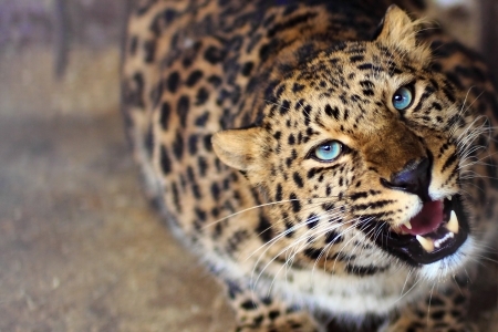 Baby blue eyes - leopard, animal, pisica, spot, cat, blue eyes