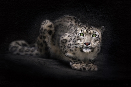 Snow Leopard - white, pisica, animal, black, snow leopard, cat