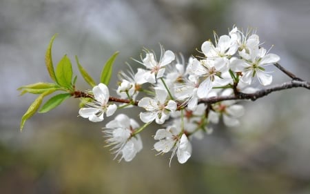 Spring - white, flower, spring, blossom, branch, green