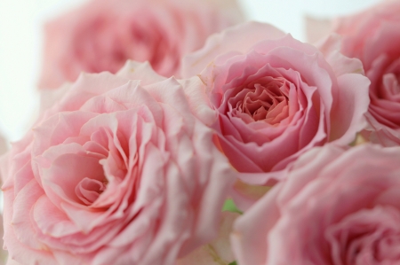 Roses - flower, rose, pink, trandafir, skin