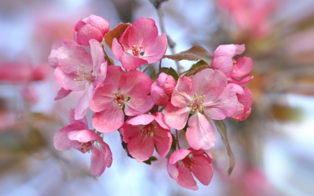 Spring - blossom, spring, flower, pink