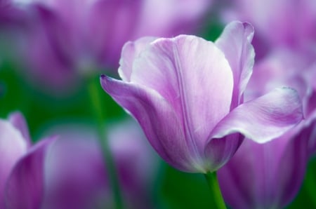 Tulip - skin, purple, pink, green, tulip, flower, spring