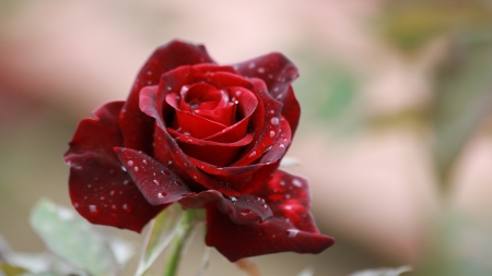 Red rose - dew, water drops, red, trandafir, rose, wet, flower