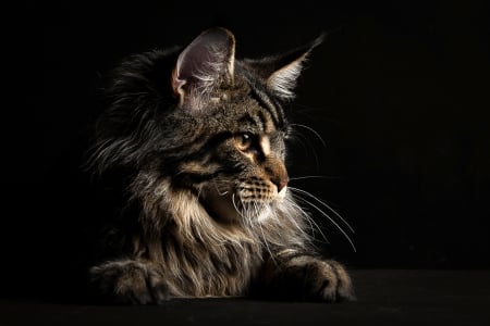 Cat - black, animal, pisica, maine coon, cat, robert sijka