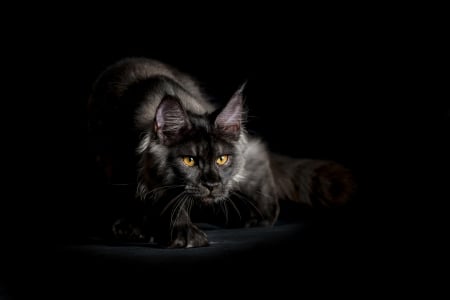 Like a panther - cat, maine coon, animal, pisica, black, robert sijka, panther