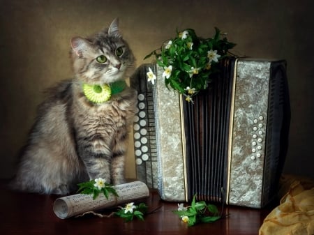 Spring romance - spring romance, flower, cat, instrument, pisica, animal, acordeon, green, cute, daykiney