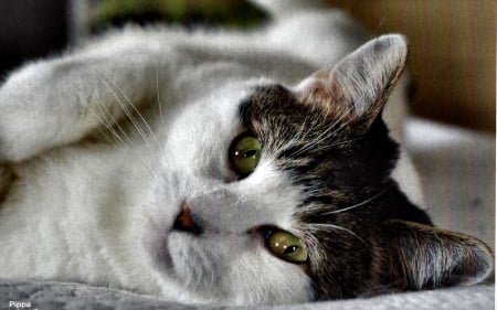 Pippa - Cat - pets, animal, feline, beautiful, photography, cats, photo, wide screen