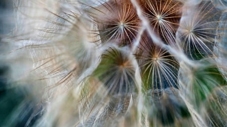 Dandelion Macro - beauty, love, wide screen, photography, floral, dandelion, beautiful, romance, photo, macro photography, flower