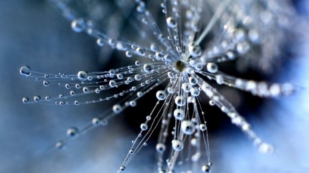 Another Dandelion Macro - beautiful, photography, beauty, romance, dandelion, photo, love, flower, wide screen, maco photography, floral