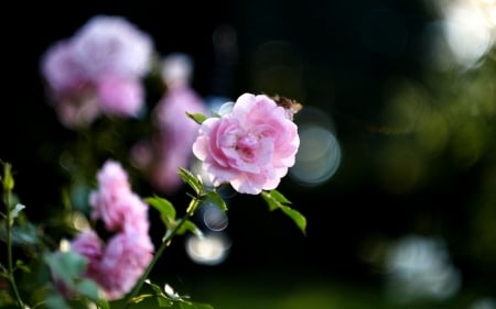 Pink Rose FC - beautiful, photography, beauty, romance, photo, love, flower, pink, wide screen, Rose, bokeh effect, floral