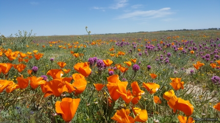 It's Poppy time - fields, nature, sky, california, landscape, flowers, poppy, lancaster