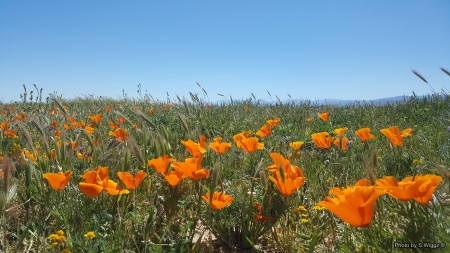 It's Poppy Time - flowers, Lancaster, California, Nature, field, Poppy, Sky