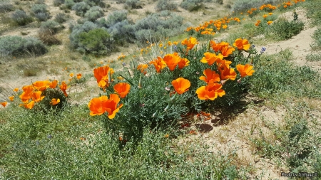 It's Poppy Time! - flowers, Lancaster, California, nature, field, Poppy