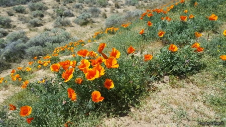 It's Poppy Time! - flowers, Lancaster, nature, fields, california, Poppy