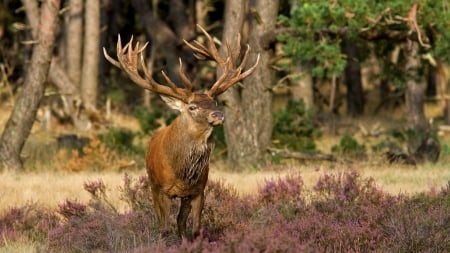 wild stag - stag, flower, forest, tree, grass