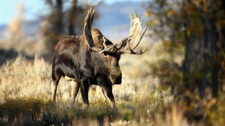 moose - grass, forest, tree, moose