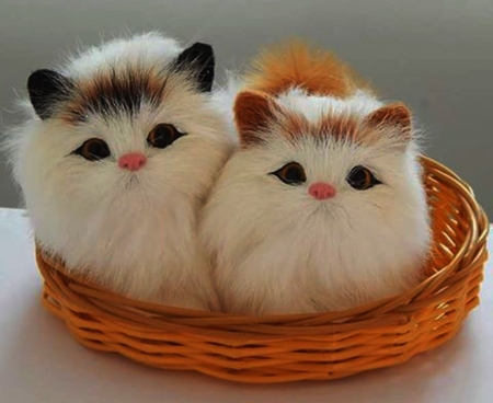 Cute Cats - photography, cute, cats, cool, sweet