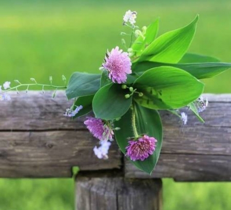 Spring Fowers - nature, photography, green, flowers, spring