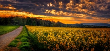 Sunset meadow - clouds, summer, amazing, beautiful, landscape, meadow, wildflowers, path, sunset, field, fiery, sky