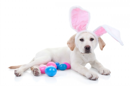 Happy Easter! - funny, cute, caine, puppy, egg, labrador, easter, white, card, ears, paw, bunny, pinkblue, dog