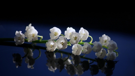 Lily of the valley - white, blue, lily of the valley, flower, spring