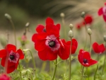 Poppies