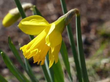 Spring at last - yellow, garden, spring, flower, daffodil