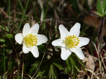 Wood Anemone - white, wood-anemone, flowers, garden, spring