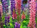 Lupines