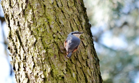 Colorful Nuthatch - songbird, nature, tree, photography